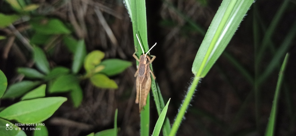 Abila bolivari