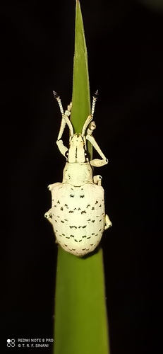 Platyomus transversesignatus