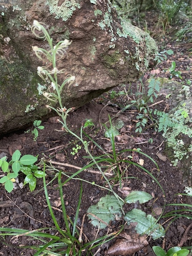 Habenaria trilobulata image