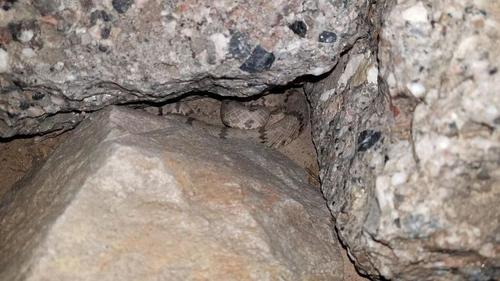 Mottled Rock Rattlesnake