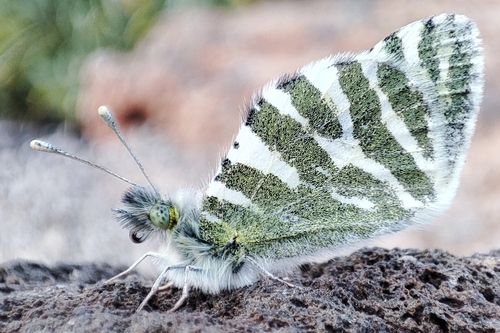 Euchloe eversi
