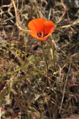 Calochortus kennedyi kennedyi