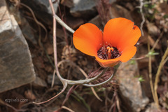 Calochortus kennedyi kennedyi