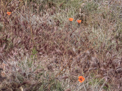 Calochortus kennedyi kennedyi