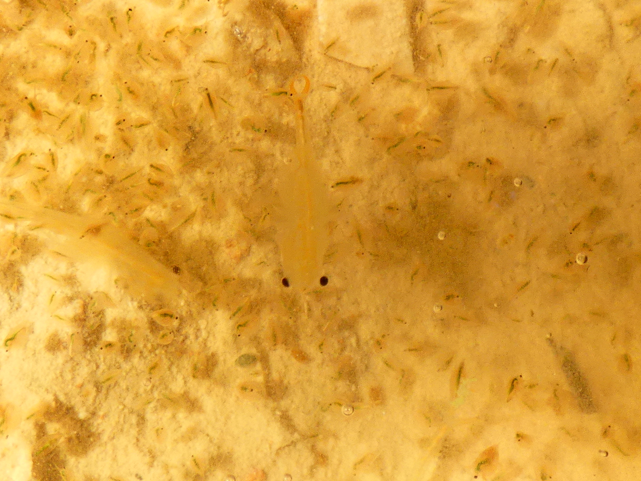 Branchipus schaefferi Fischer, 1834