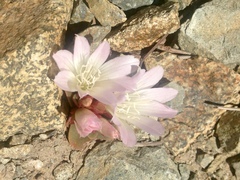 Lewisia kelloggii