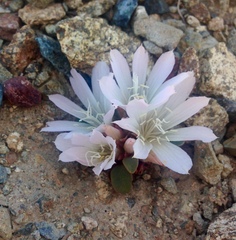 Lewisia kelloggii