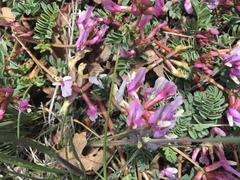 Astragalus cibarius