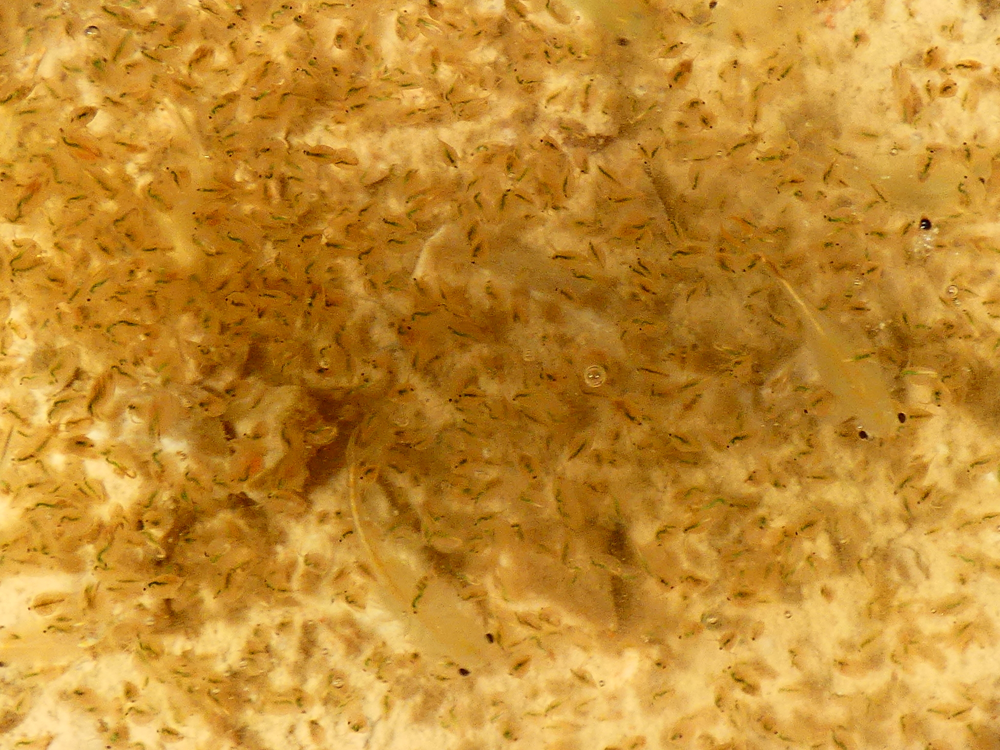 Branchipus schaefferi Fischer, 1834