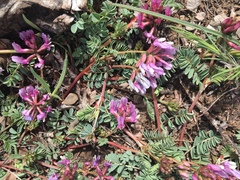 Astragalus cibarius