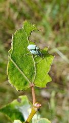 Phyllobius roboretanus