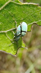 Phyllobius roboretanus