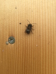Osmia lignaria propinqua