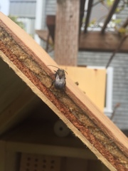 Osmia lignaria propinqua
