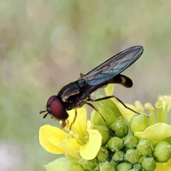 Melanostoma incompletum