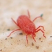 Sidewalk Mites - Photo (c) Ted Kropiewnicki, some rights reserved (CC BY)