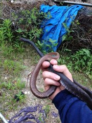 Masticophis flagellum flagellum