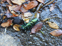 Hypoprasis elegans