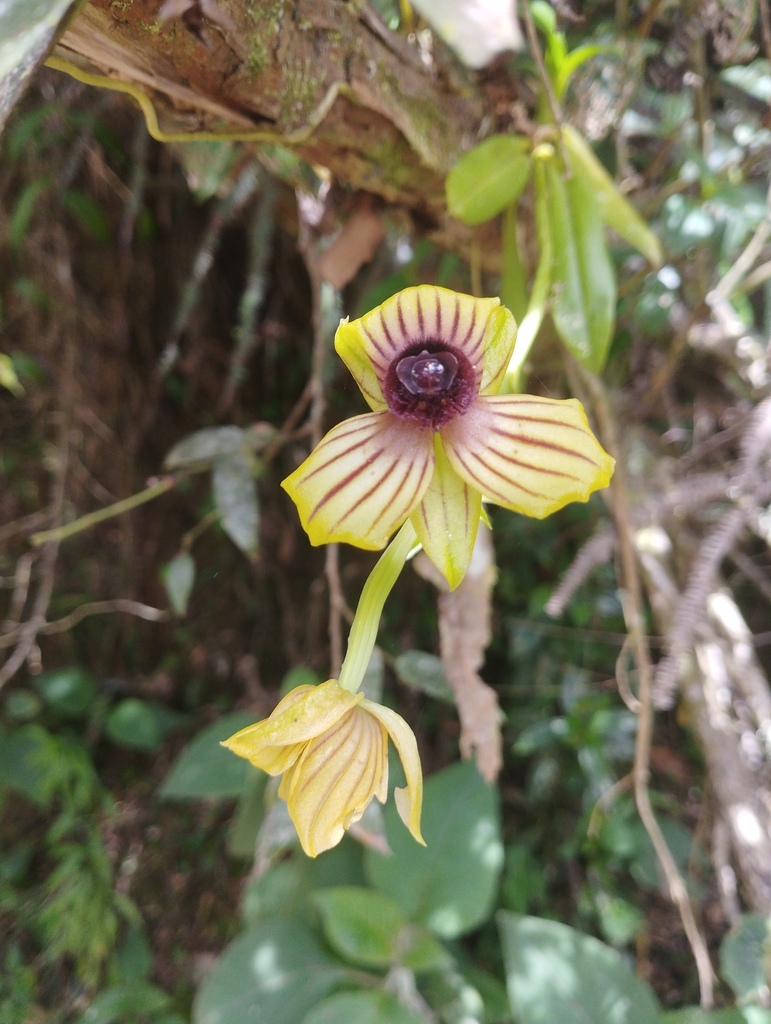 Telipogon hemimelas