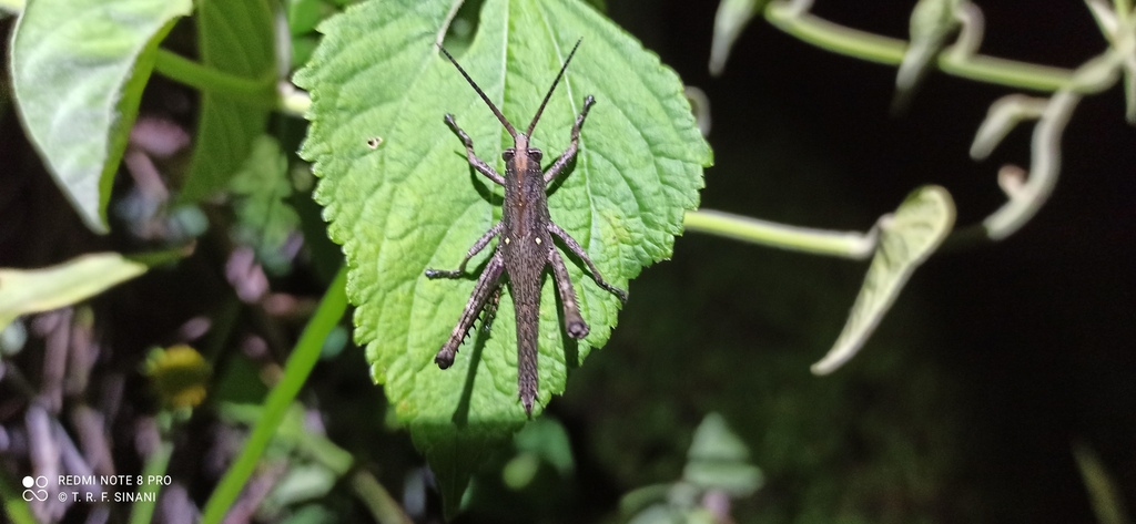 Procolpia minor
