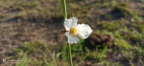 Aquarius paniculatus, photograph 6