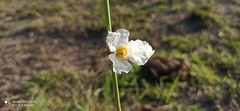 Aquarius paniculatus, photograph Thomaz Ricardo Favreto Sinani, CC BY, iNaturalist via GBIF