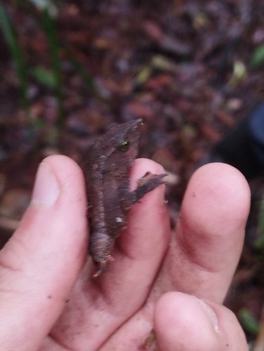 Billed Toad, Rhinella macrorhina