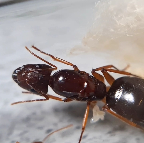Camponotus circumspectusCamponotus circumspectus