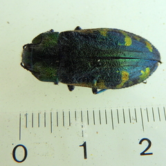 Hypoprasis elegans