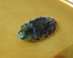Hypoprasis elegans
