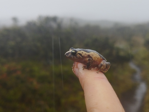 Bogota Robber Frog, Pristimantis bogotensis