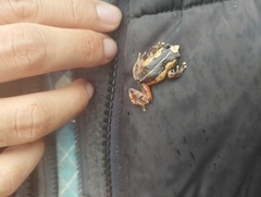 Bogota Robber Frog photo 4