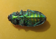Hypoprasis elegans