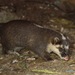 Javan Ferret Badger - Photo (c) Gaell Mainguy, some rights reserved (CC BY-NC-ND), uploaded by Gaell Mainguy