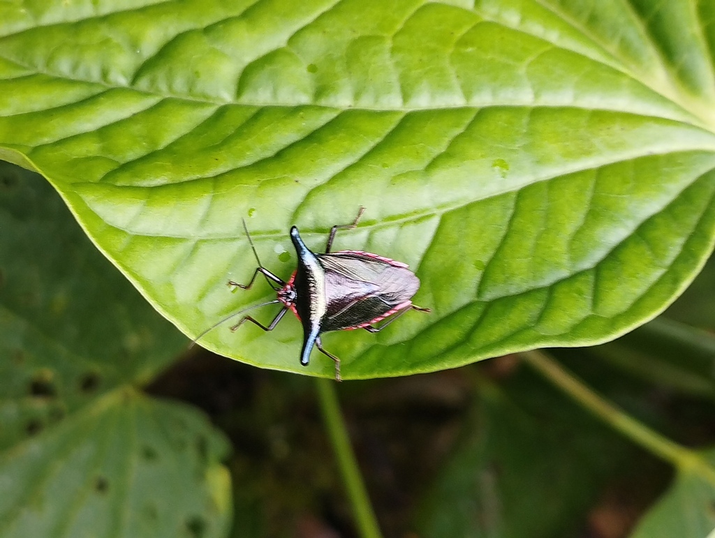 Edessa splendens