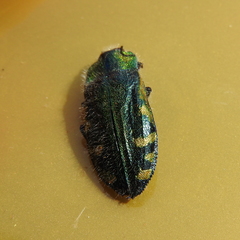 Hypoprasis elegans