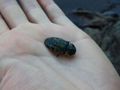 Hypoprasis elegans