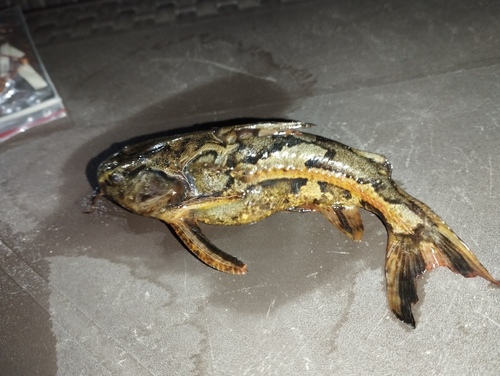 Weddells doornmeerval (Anadoras weddellii) — Doradidae — 4