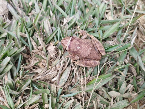 Andean Orange-thighed Frog, Pristimantis permixtus