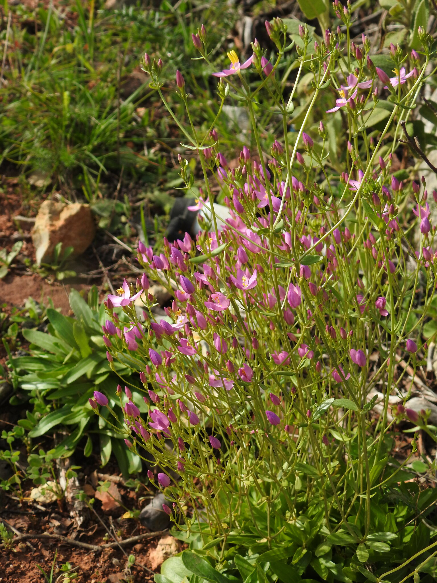 Centaurium erythraea majus