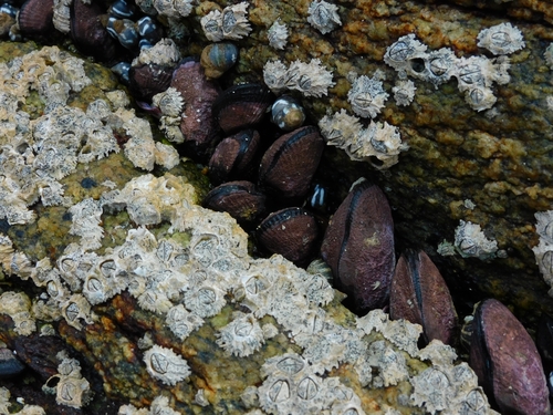 Purple Mussel