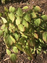 Epimedium × versicolor