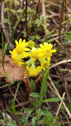East Asian groundsel (Tephroseris kirilowii)