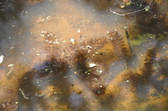 Ceratophyllum demersum