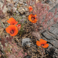 Calochortus kennedyi kennedyi