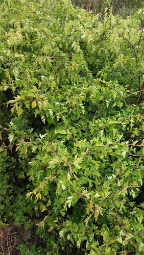 Chinese haw (Crataegus pinnatifida)