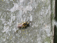 Andrena haemorrhoa