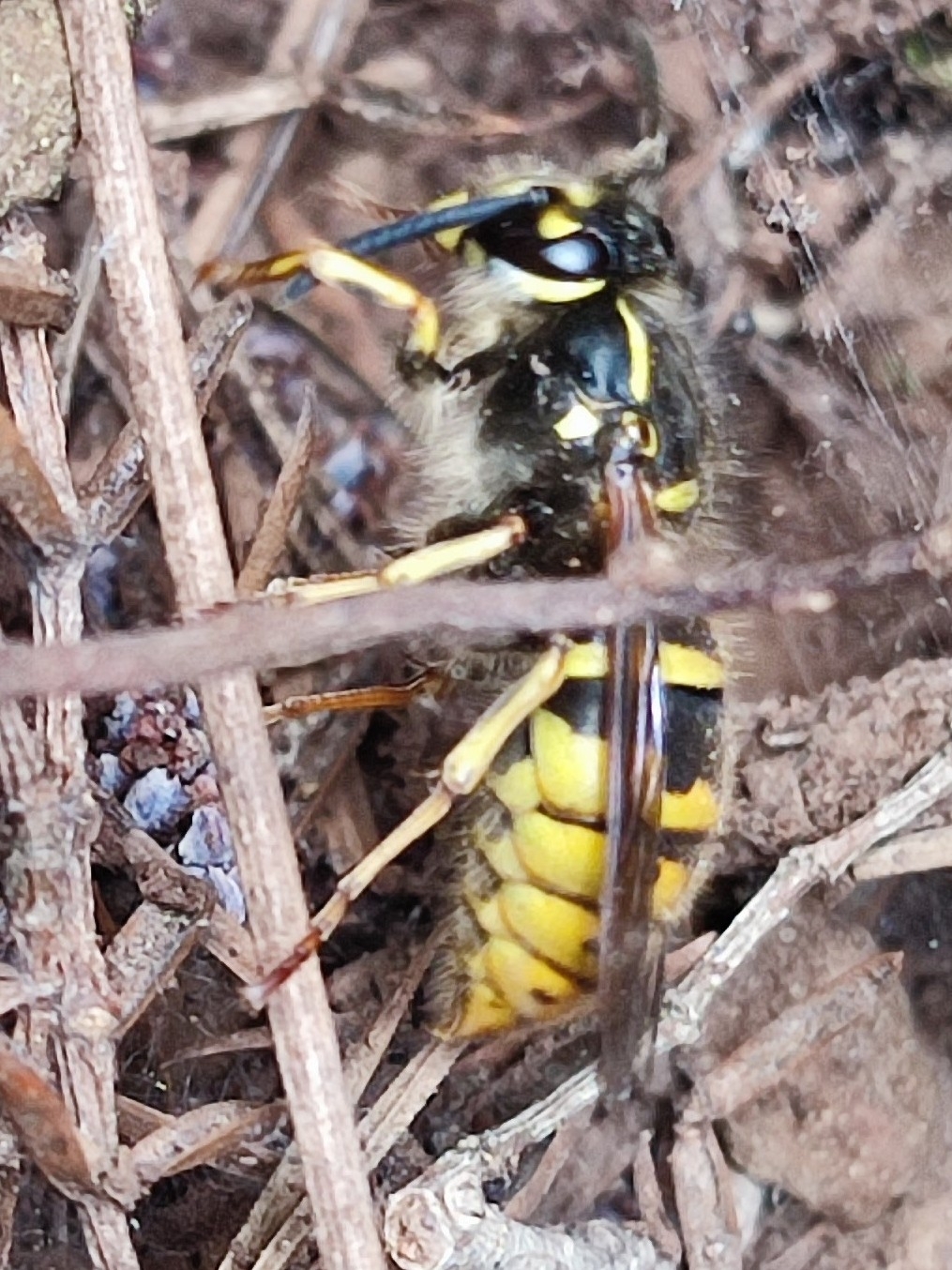 Chaqueta amarilla europea