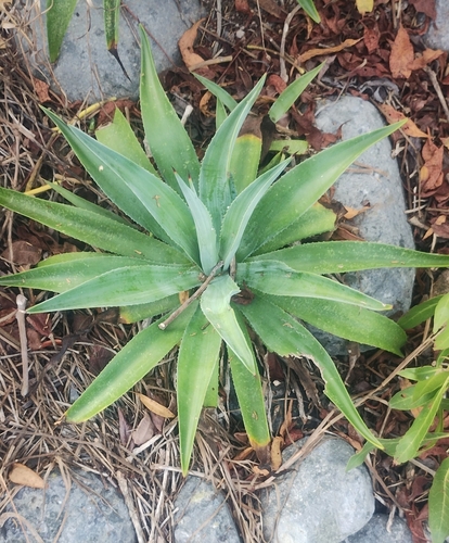 Maguey de pita (Agave desmetiana)