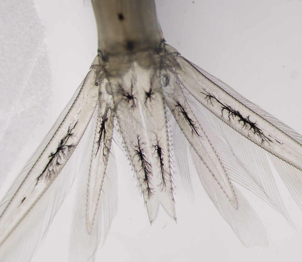 Mysis stenolepis